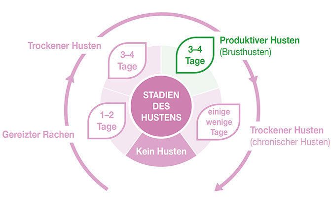 Grafik: Stadien des Hustens