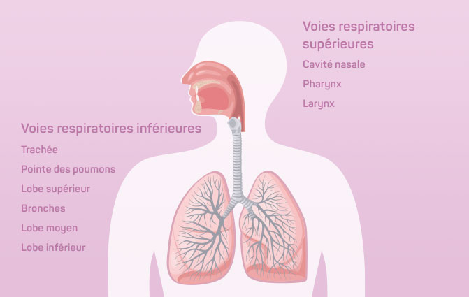 Voies respiratoires supérieures et inférieures