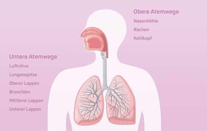 Obere und untere Atemwege